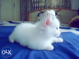 Snow White Pure Persian Blue Eye Kittens Available
