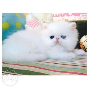 So cute white blue eyes persian kitten for sale