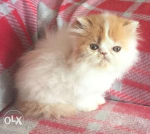 So nice very active persian kitten for sale in bathinda cod