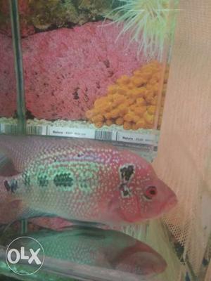 Srd female flowerhorn fish