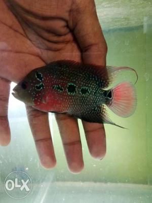 Srd for sale 2.5 inch high colouration n long tail