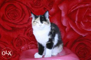 Try Color Persian Kitten Calico Kitten For Sale