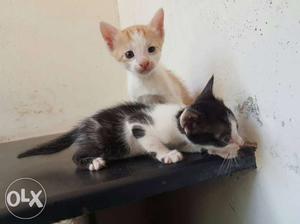 Two Black And Orange Tabby Kittens