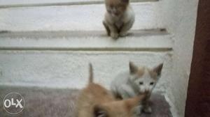 Two Orange And Three White Kittens. Total 5 kittens.