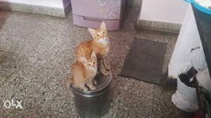 Two Orange Cat And Kitten