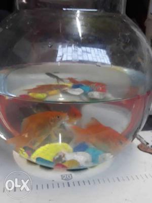 Two Orange Per Fishes With Pet Bowl