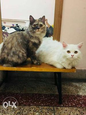 Two White And Brown Fur Cats