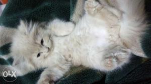 White And Brown persian kitten male