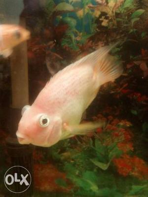White And Pink oscar fish