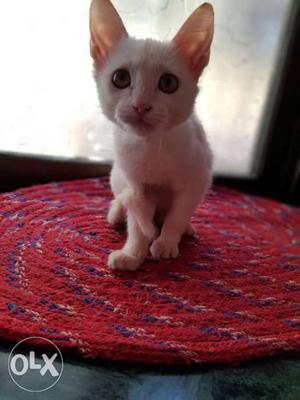 White Kitten Persian cat