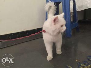 White Pershion cat male 10months old