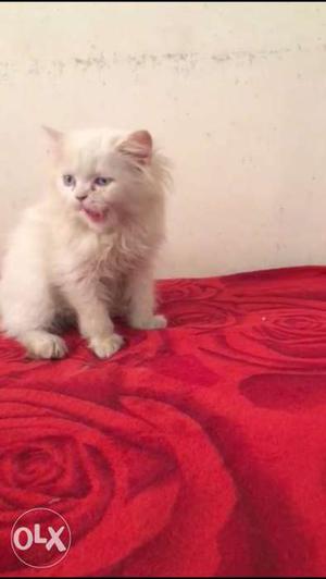 White Persian Kitty