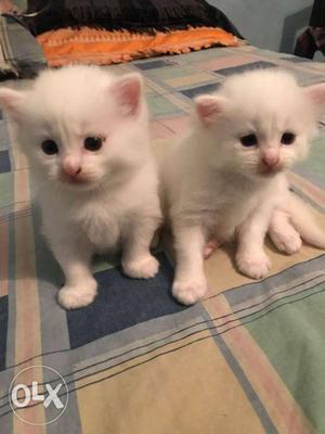 White kittens good looking 2 month age for