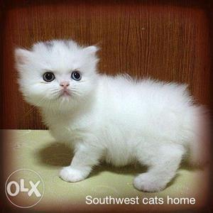 White persian kitten black mark on head for sale