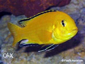 Yellow african chiklet fish pear