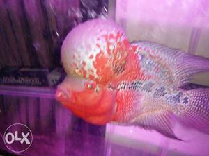  rs magma Flowerhorn available for sale in