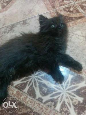 1.5 Months Old female persian Cat