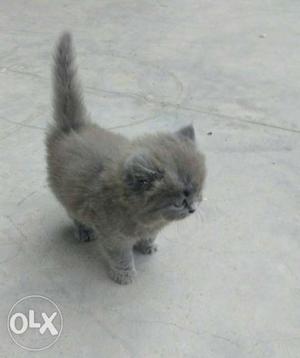 1.month grey color baby pure persian cat