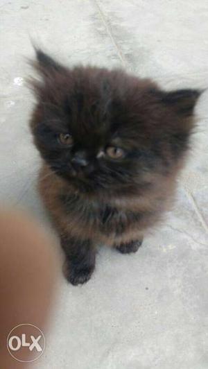 1 month pure persian cat black