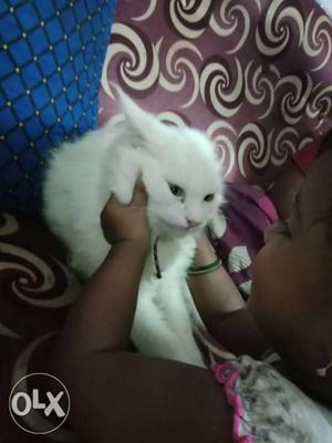 10 months female white Persian cat, litter