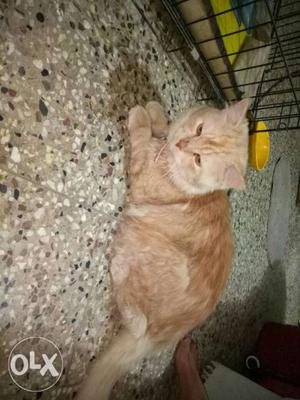 1yr old Male Persian Cat is available for Mating.