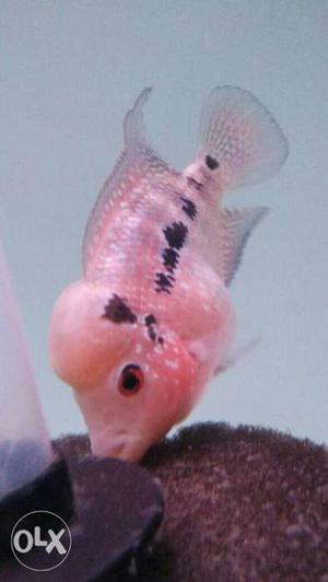 2.5 " PN flowerhorn fish