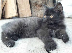 2.5 mth double coat black &grey pershin cat. Urgent sale