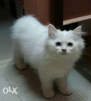 2 month Persian cat ornge & pur wait