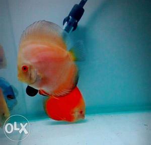 2 pcs Red Mellon high quality discus fish size
