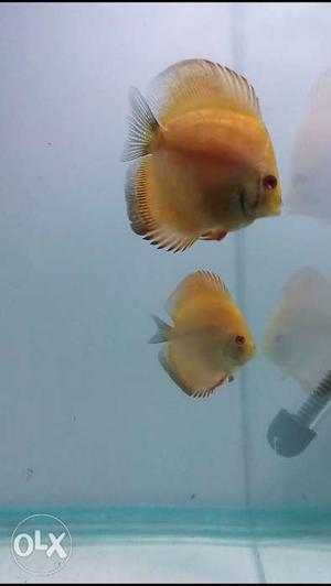 2 pcs Yellow high quality discus fish size 2.5
