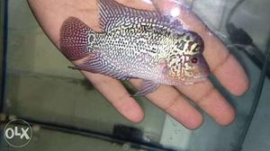 3 inch..Super pearly..Magma.. Flowerhorn perfect shining