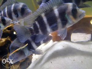 9 frontosa cichlid for sale