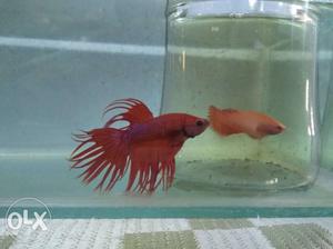 AAA grade Betta pairs avaliable interested people contact me