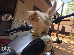 Beautiful and heavy fur persian kitten available