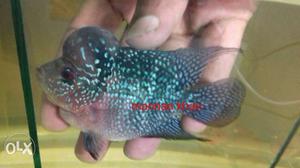 Besh quality Flowerhorn big haed and good color