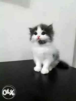 Black And White Persian Kitten cats sale all lovely colors