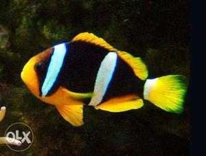 Black And Yellow Clown Fish