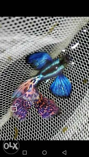 Blue And Purple Betta Fish