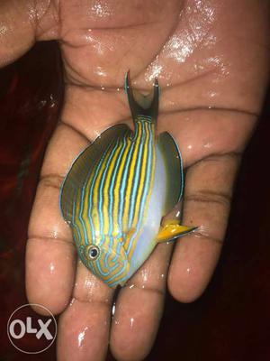 Blue And Yellow Striped Fish