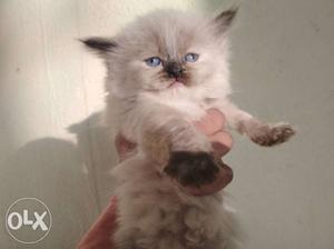 Blue eyes himalayan kitten