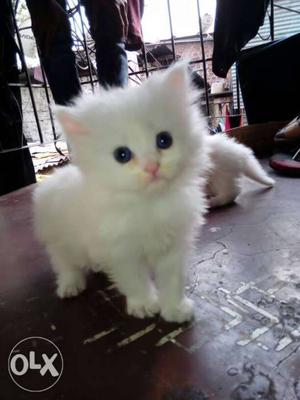 Blue eyes kitten dubbel cot very good quality and