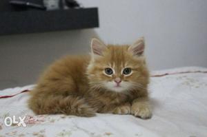 British long hair cat. male 3 months old kitten.