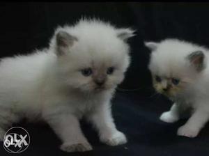Brown black and white Persian kittens