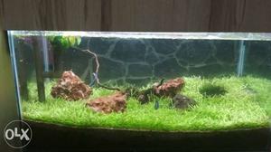 Carpet seeds for aquarium in cheap
