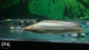 Cat fish for sale one pair 5to6inch