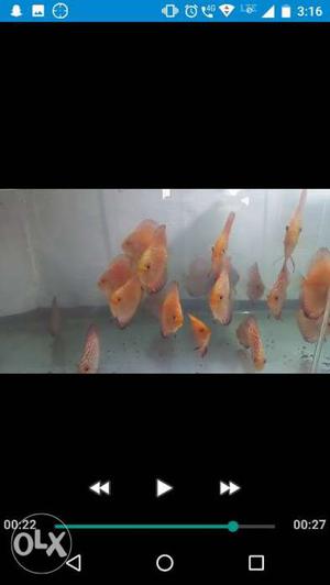 Checkerboard discus for sell buy one for 900. Or buy a pair