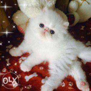 Cute pure white persian kitten for sale case on delivery