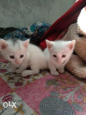 Cute semi persian cats for sell contact