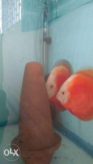 Discus pair for sale Red Valentine very good gift