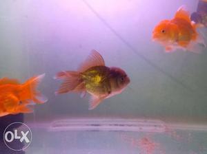 Exotic and jumbo size ornada and Ruklin goldfish 3.5 -4 inch